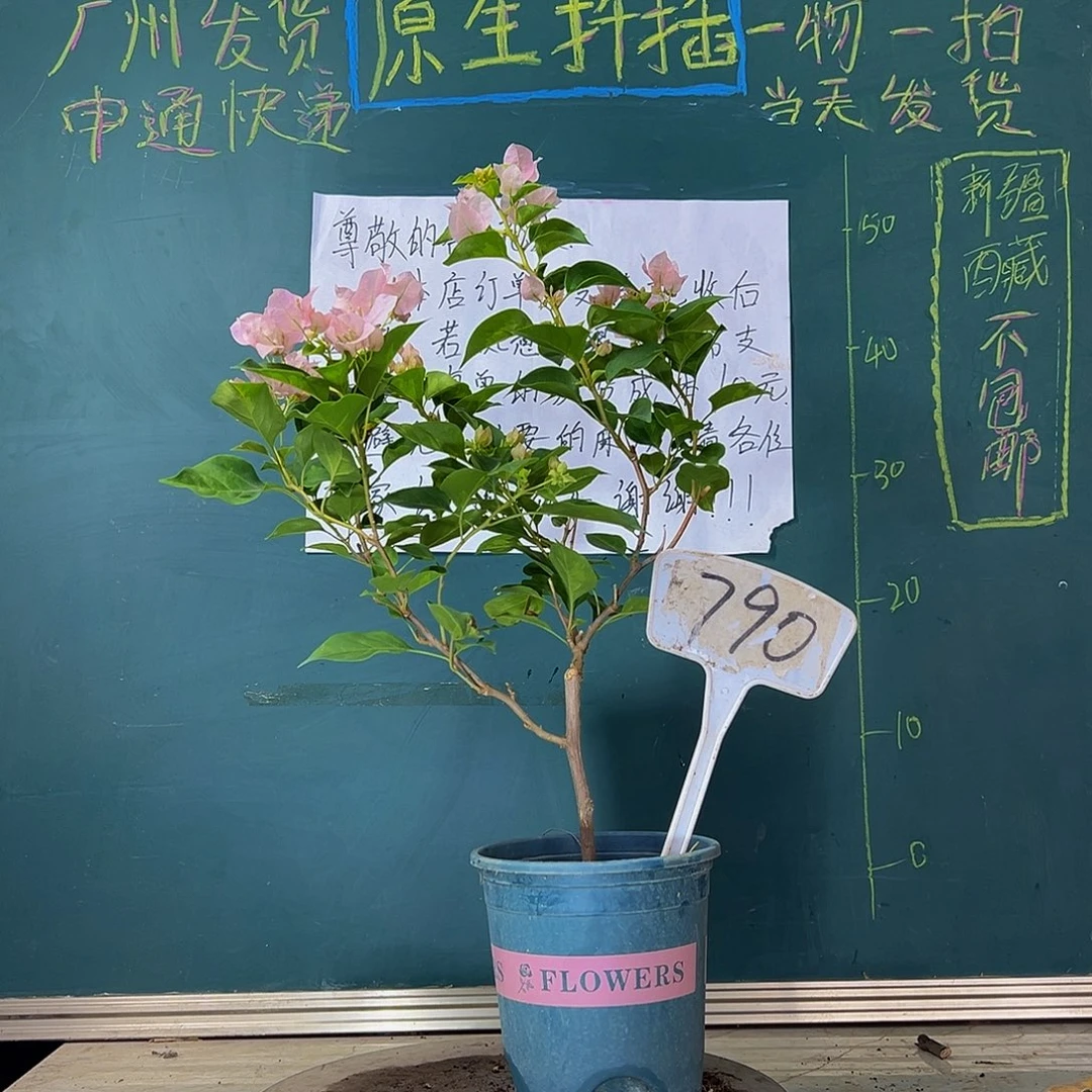 当前无花栽培后可以开花暗斑丽人 790