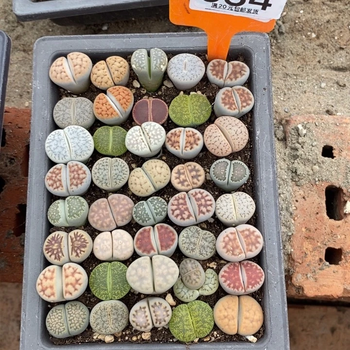 神***苏生石花小苗长盆634