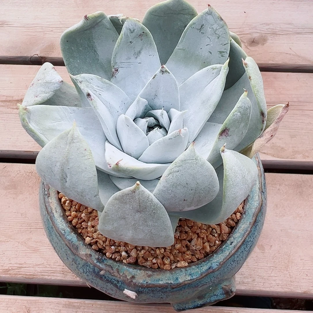 7953苹果雪山仙女杯