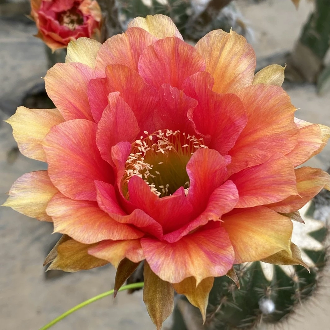 彩草CC191 无根侧芽歪4公分以上 环境不同花色不同,介意勿拍!