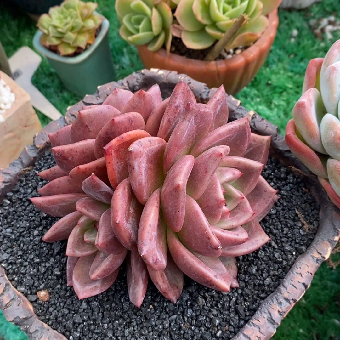 暗夜精灵多肉植物盆栽