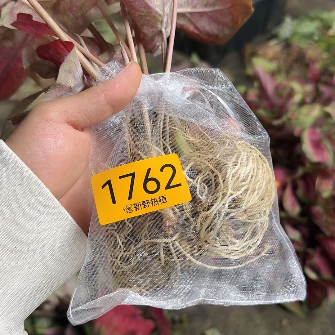 完全开放1762如烟裸球不售后