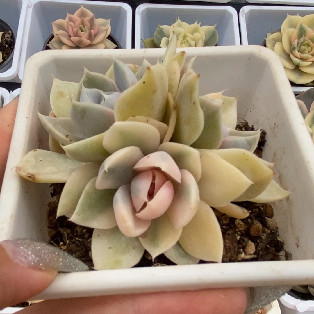 531玉兔锦锦锦锦锦锦