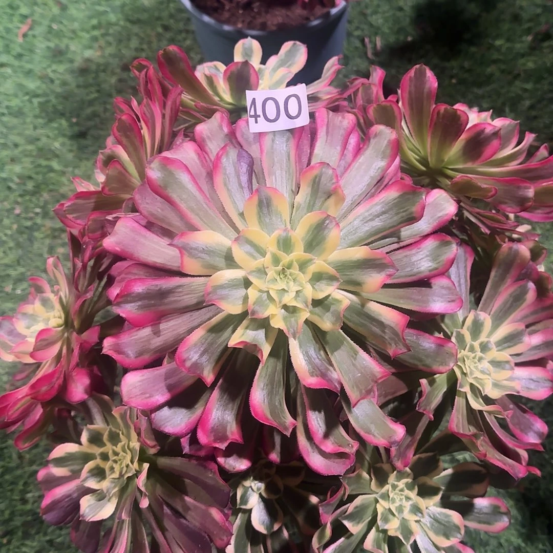 多肉植物法师波斯400