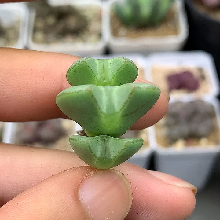 精品多肉植物精品多肉