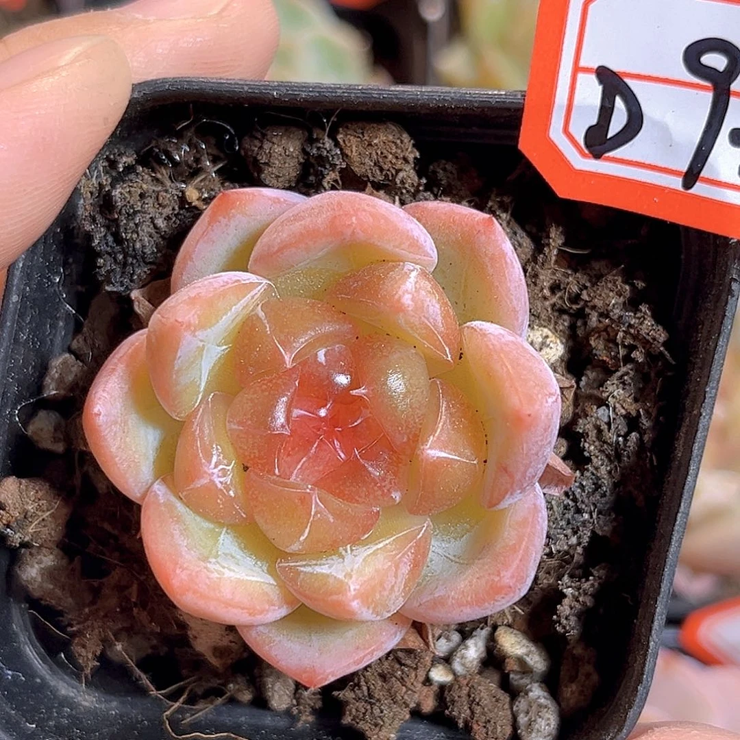 D936 一物一拍 珍妮精选 特别版