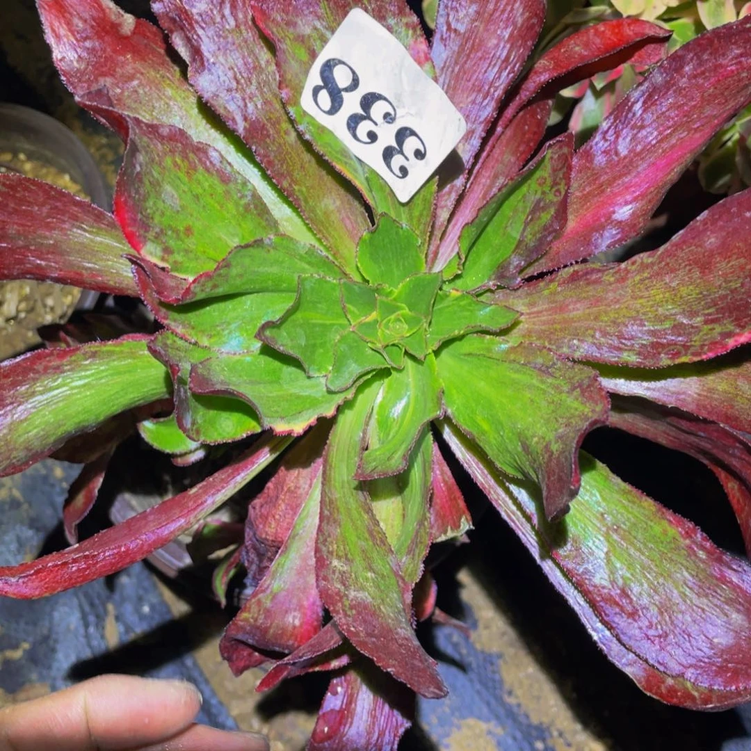 魅影七彩多肉植物338