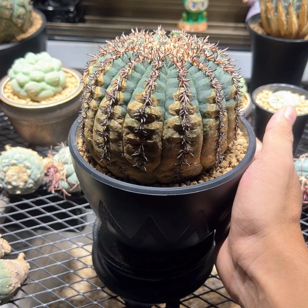 猫爪仙人球11.8cm大尺寸