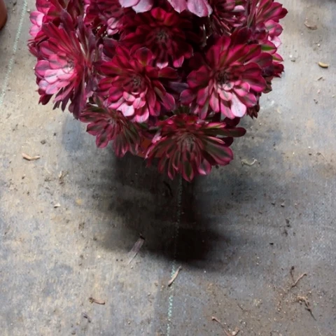 多肉植物花花花锦