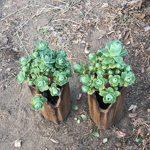 伟山地玫瑰二棵多肉2