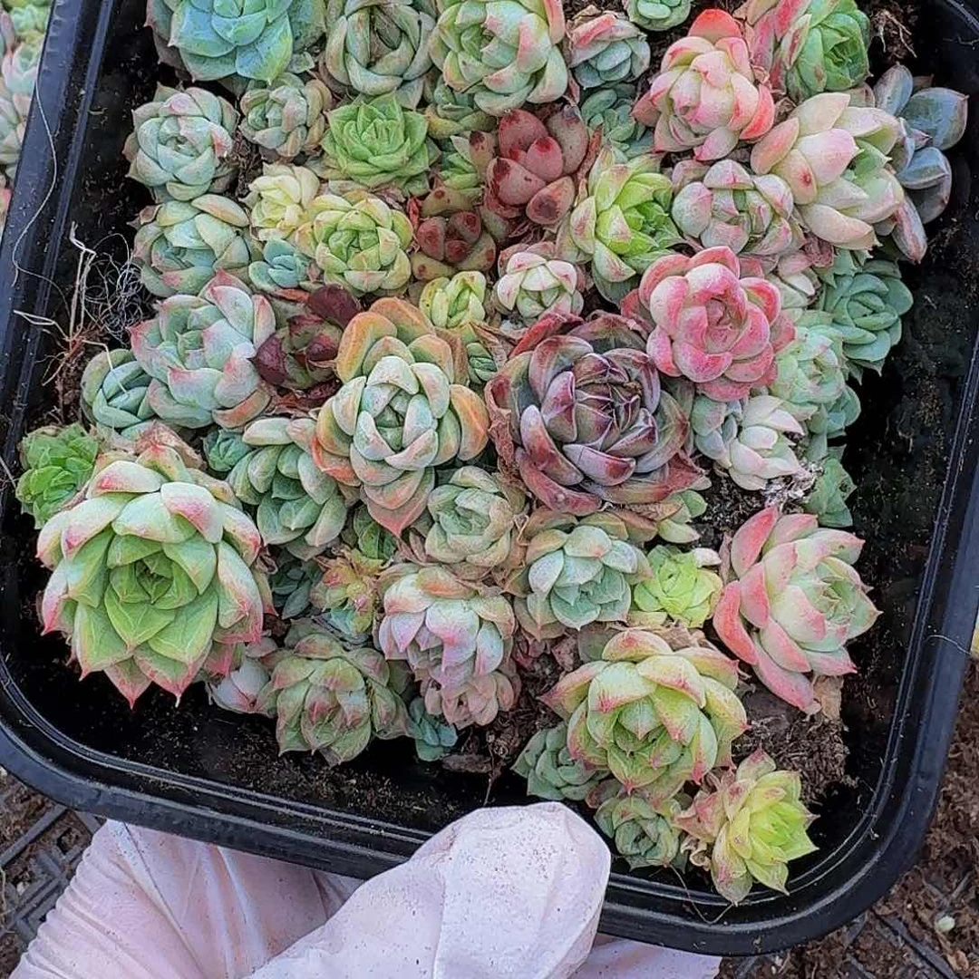 多肉植物多肉植物657