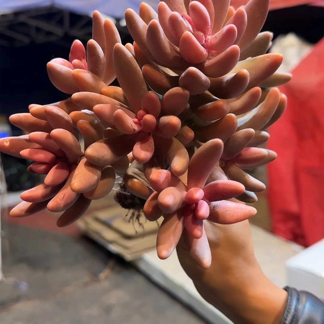 红手指美人多肉植物