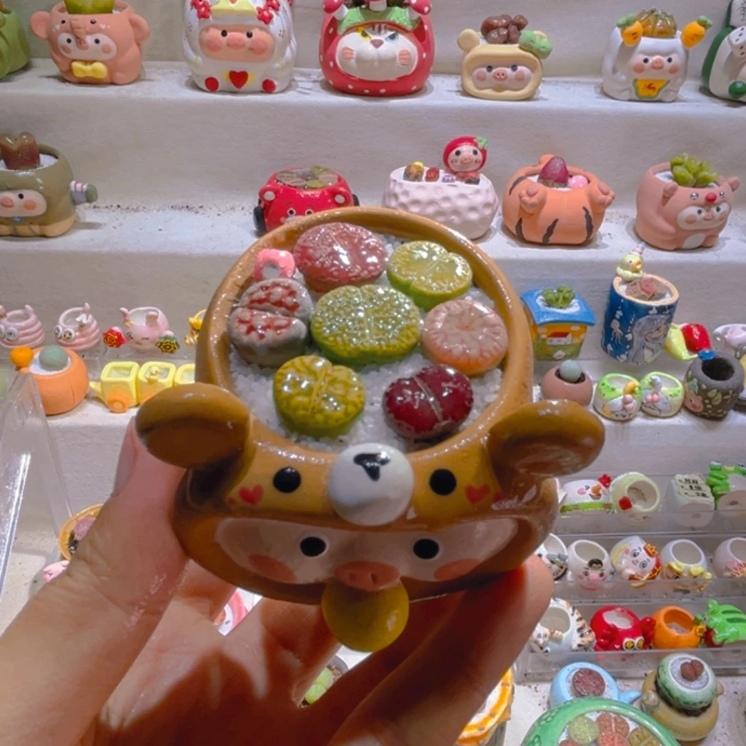 007高端多肉带盆土一套38