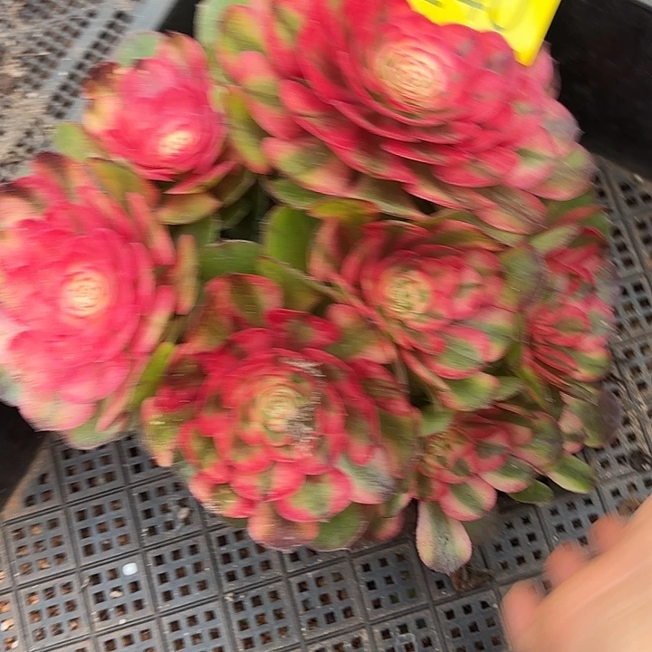 哈哈多肉葡萄福利240