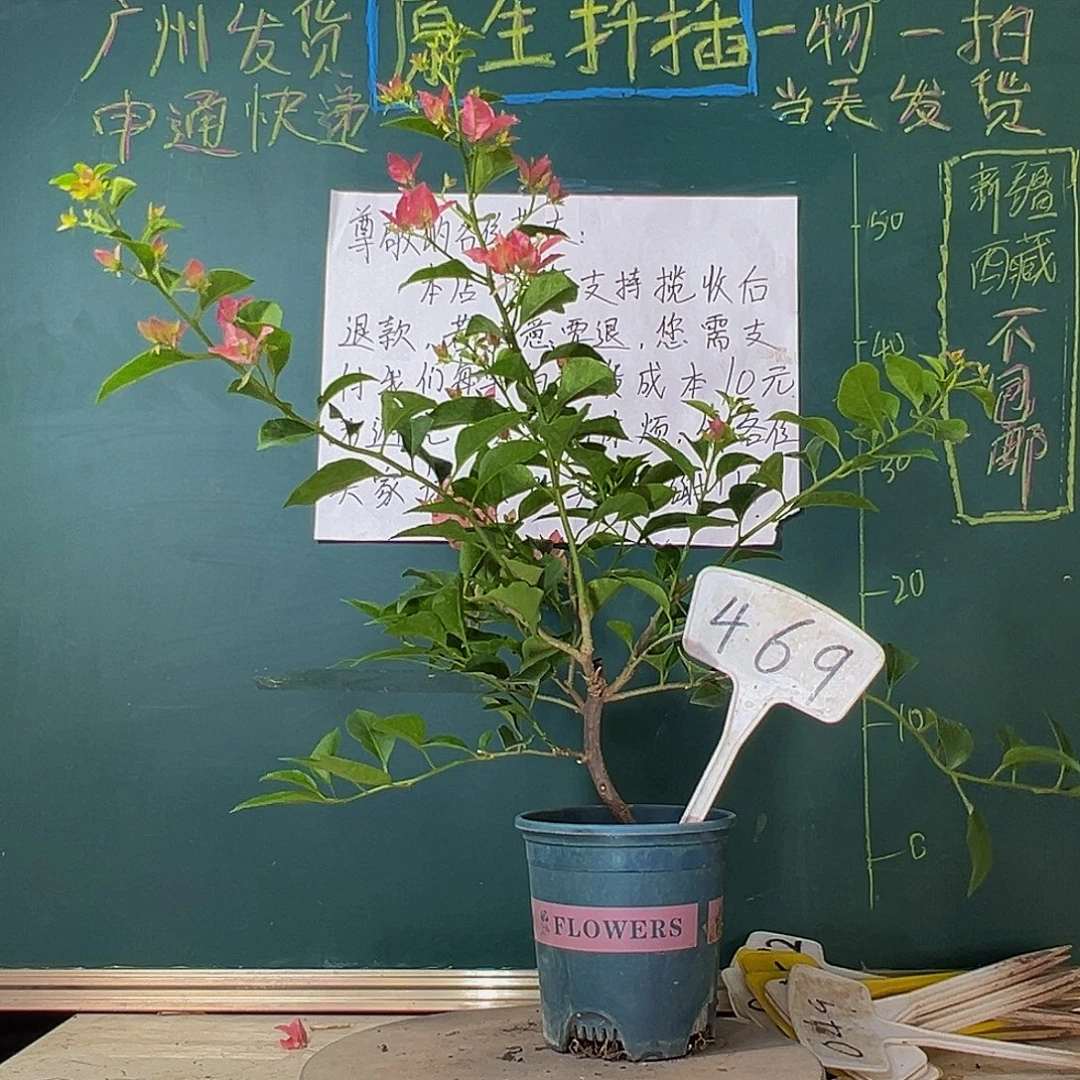 当前无花栽培后可以开花造型 卡亚塔469