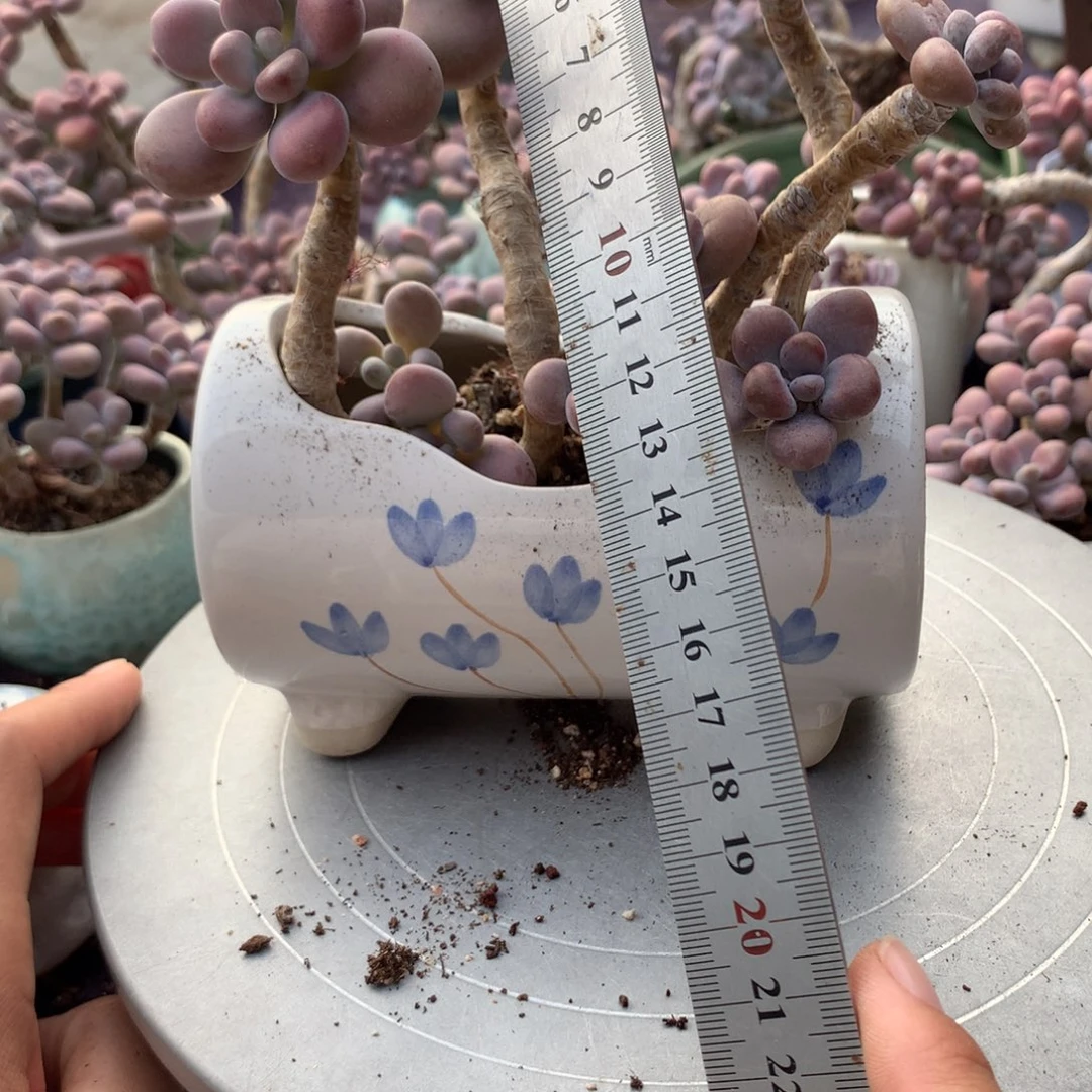 2颗不带盆偏远不包邮的