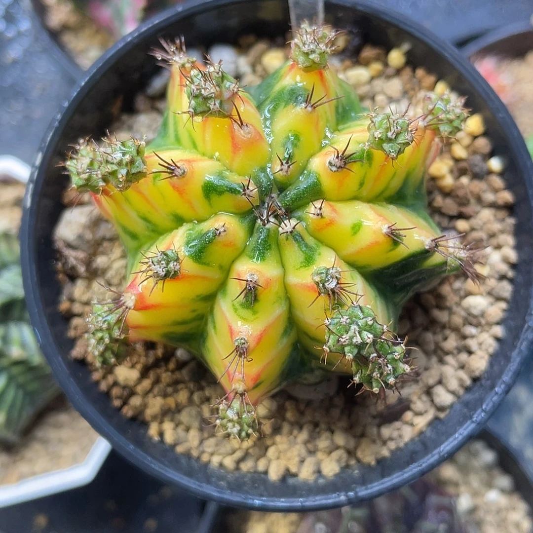 1-196米哈锦5.3厘米