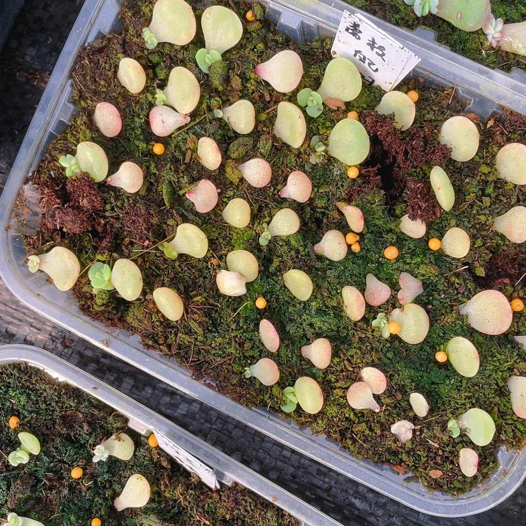 荔枝芝麻苗一个满25包邮