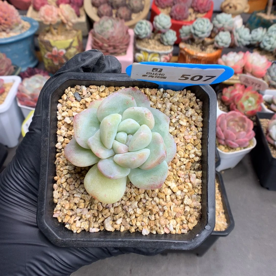 奶****⁸507 冰玉石化多肉