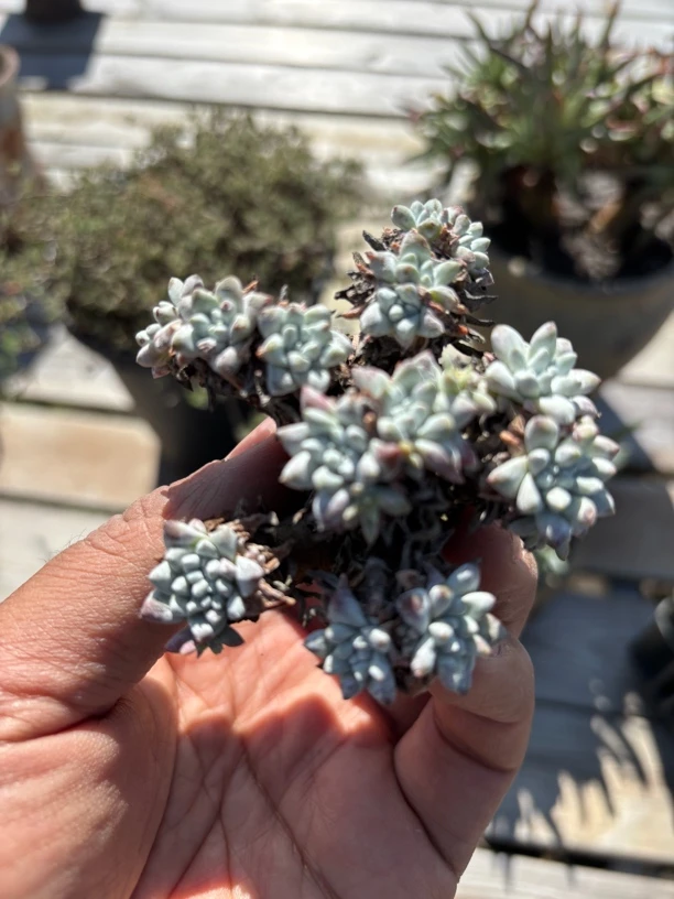 精品白菊格诺玛直播一物一拍