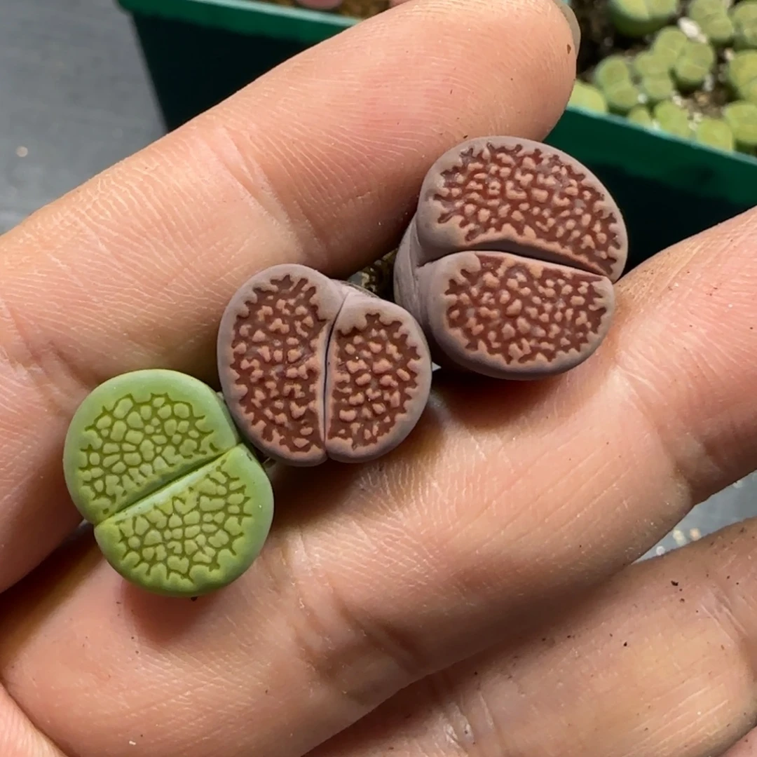 开***乐12.10。     巴厘x2。    2011