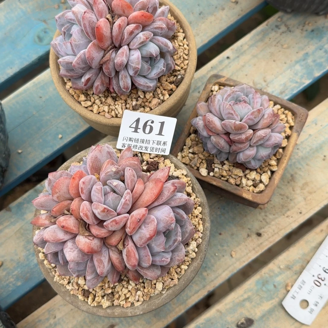 461星影群3颗打包6-9cm左右无砍