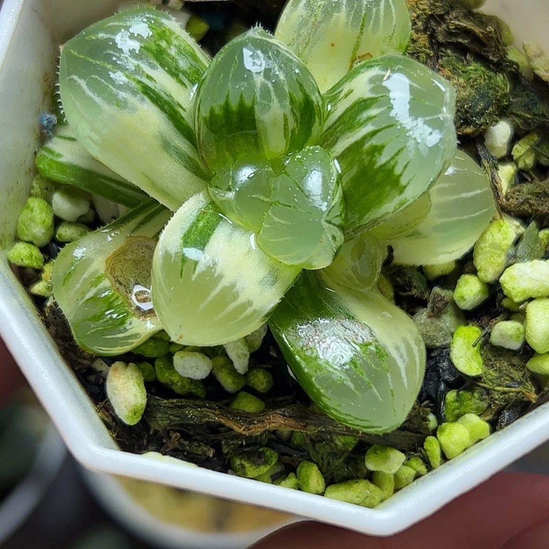 糯玉露带糊斑侧芽十二卷多肉