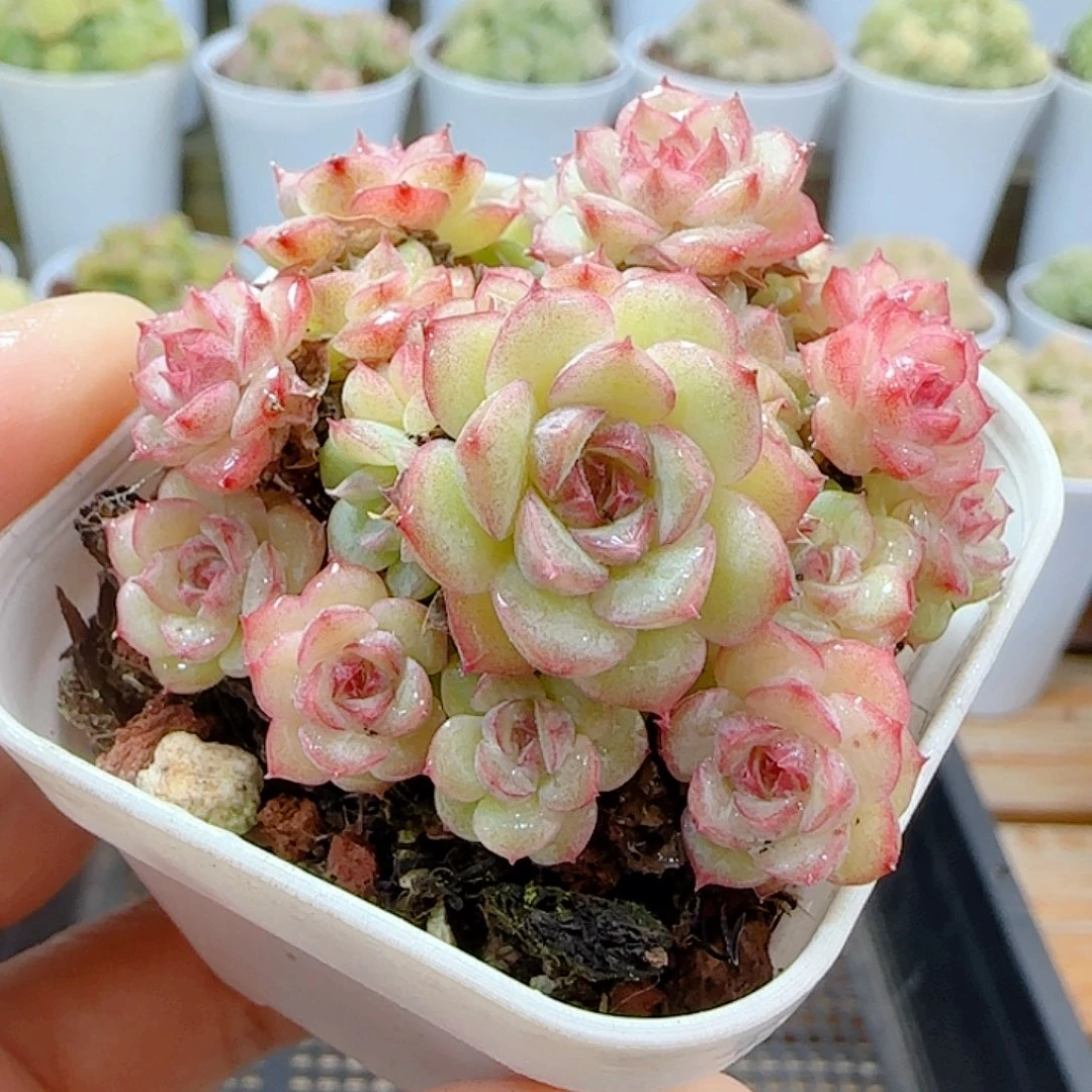 1111-3（糖心优选麦杆）