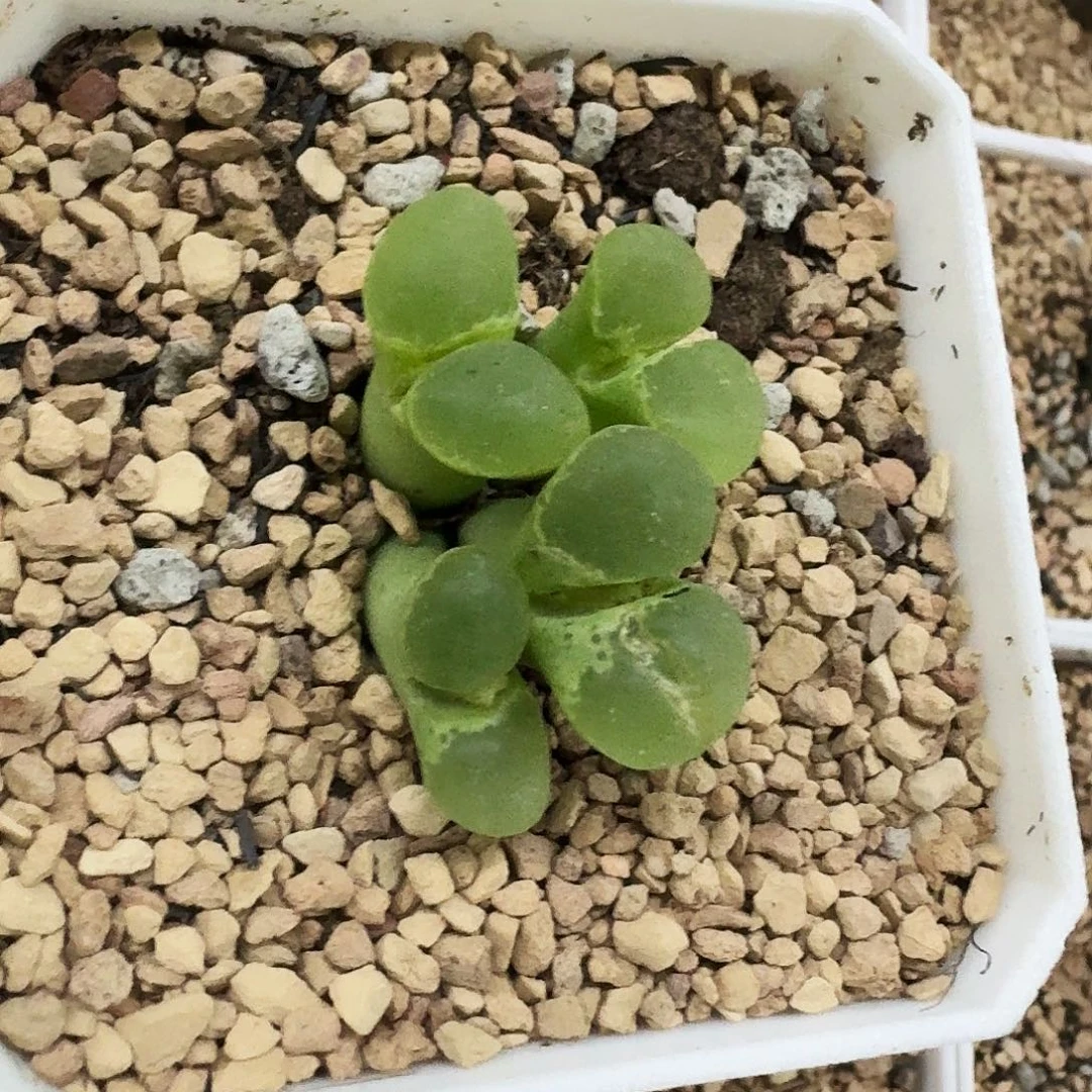 格***格多肉植物福利风铃