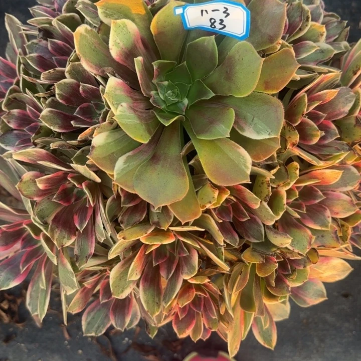 浣纱多肉法师不包损83