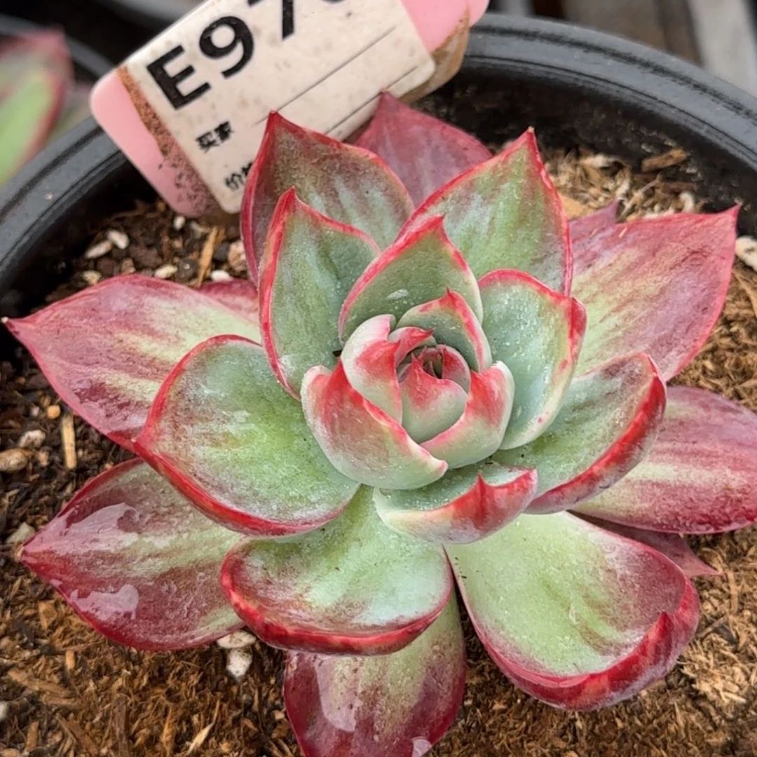 惊鸿一物一拍包装收缩花旱970