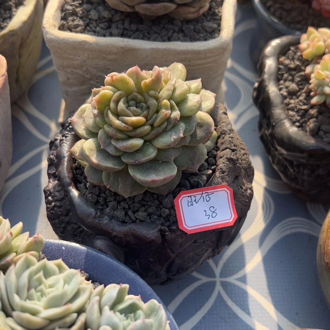 多人多肉植物多肉植物