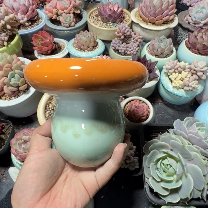特价花盆 满50发货 内口10