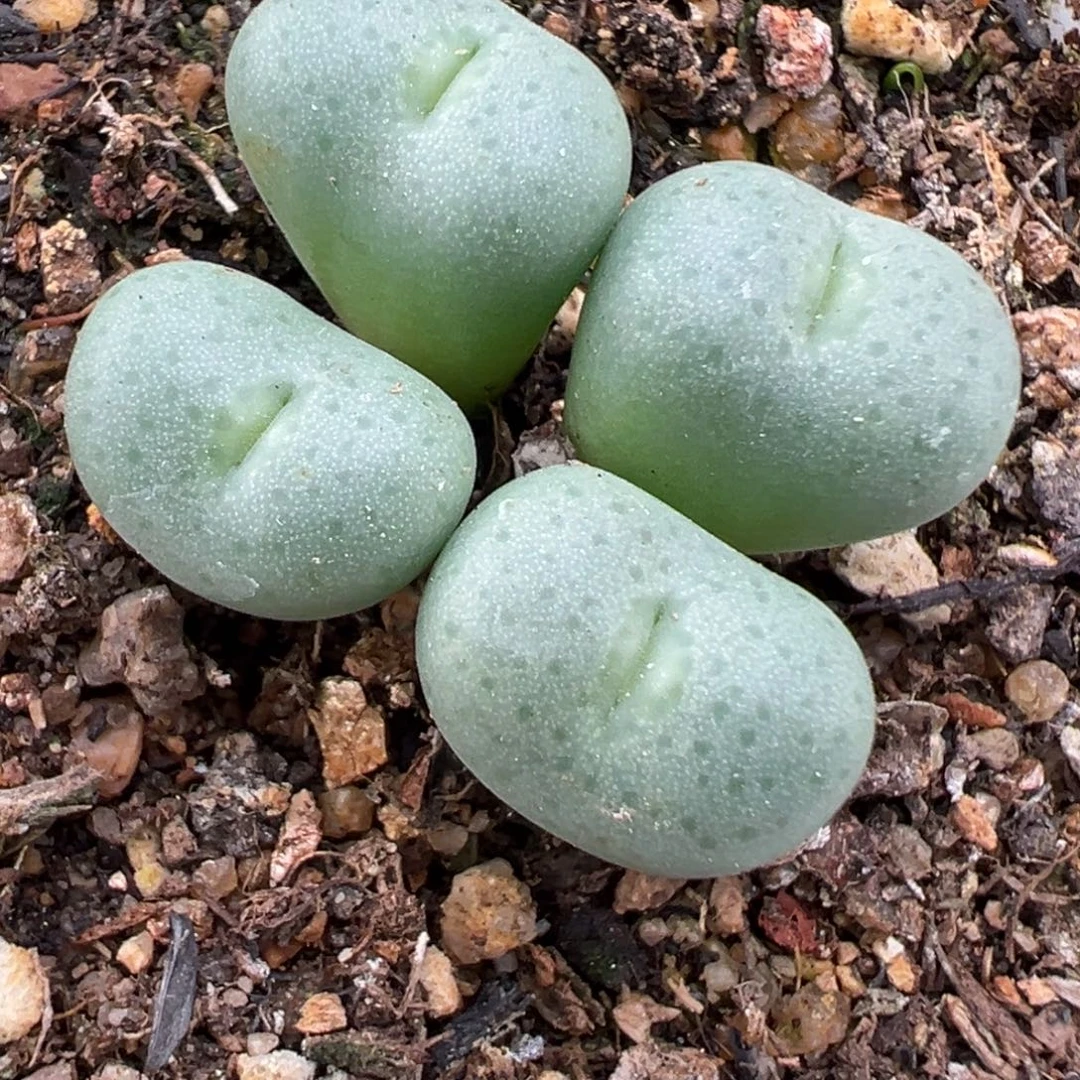 10.28好看的多肉脱土发货802