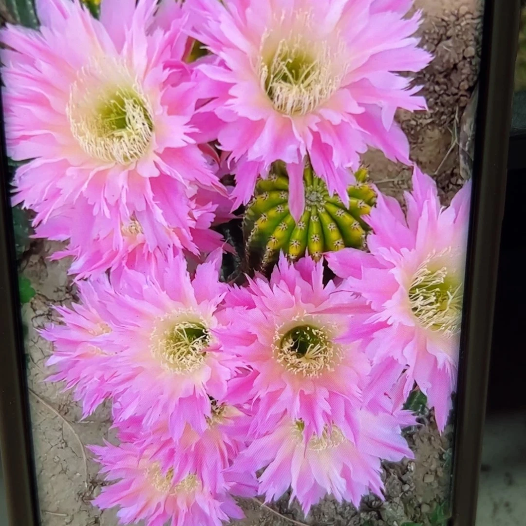 下20毛紫薇星歪侧芽4公分左右20包邮