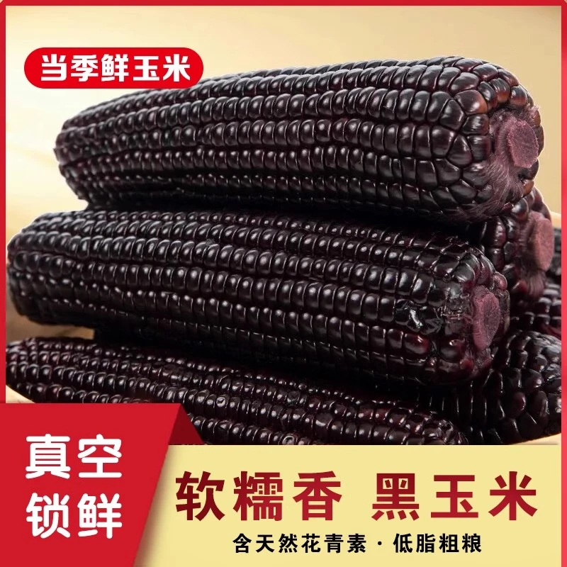 【3根装】内蒙古黑糯玉米新鲜甜糯玉米棒真空包装非即食