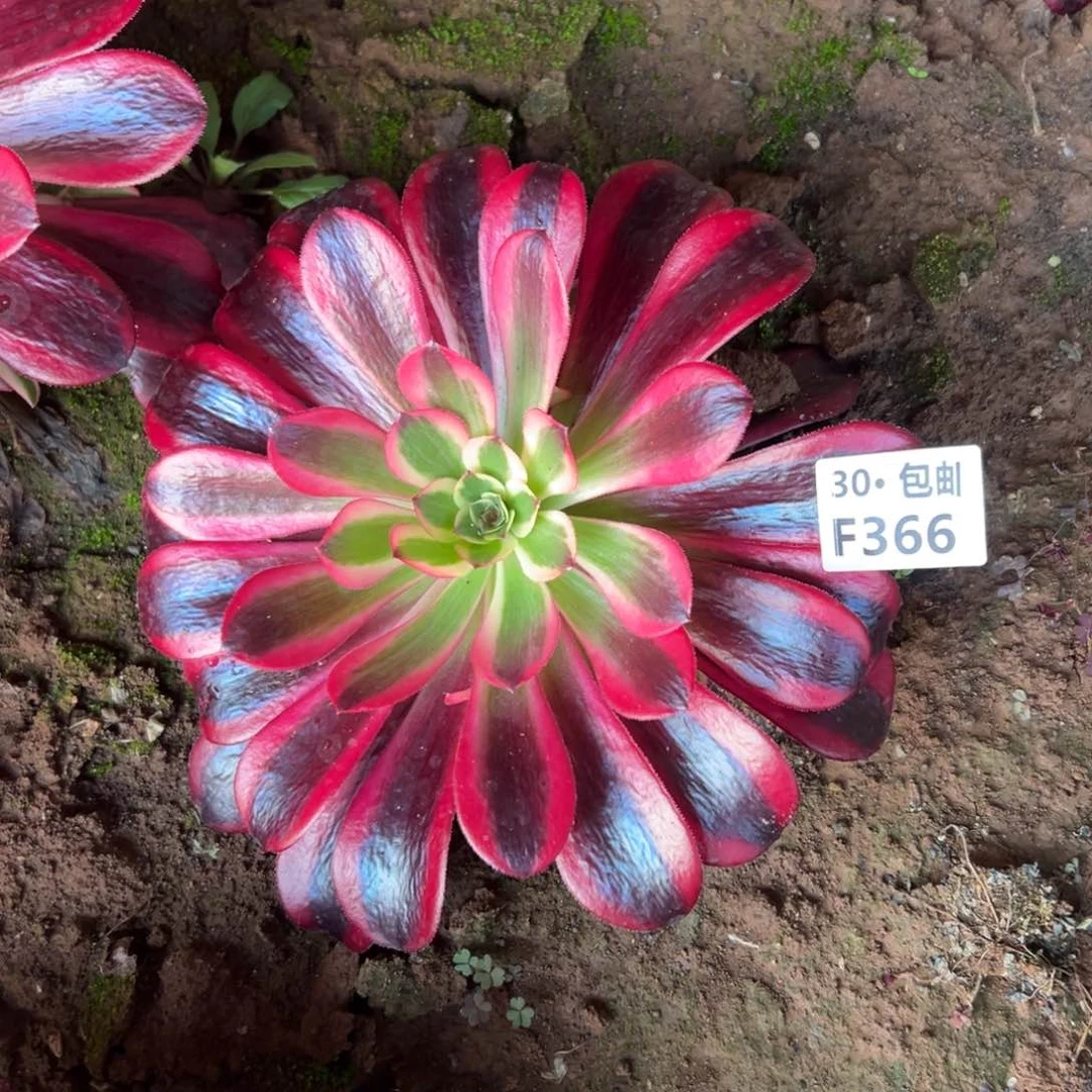 366蛇毒美杜莎多肉法师