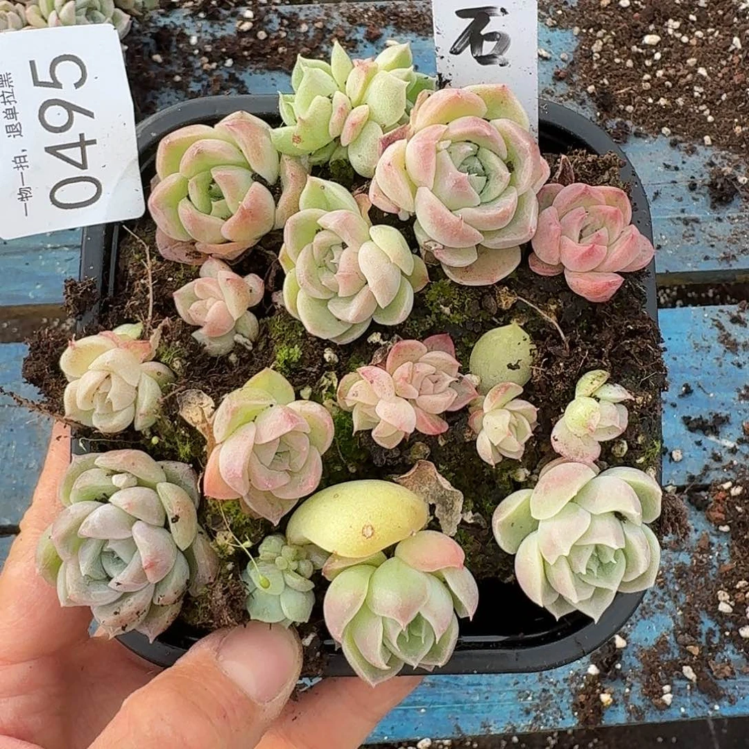 杂交新品珍妮多肉495