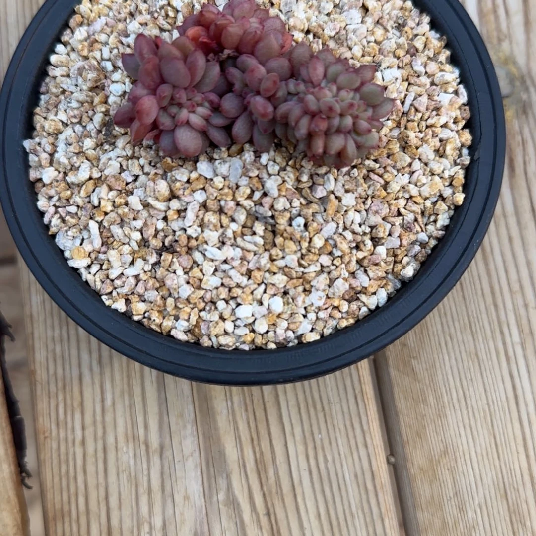 P***a丸子爱丽儿发货多肉