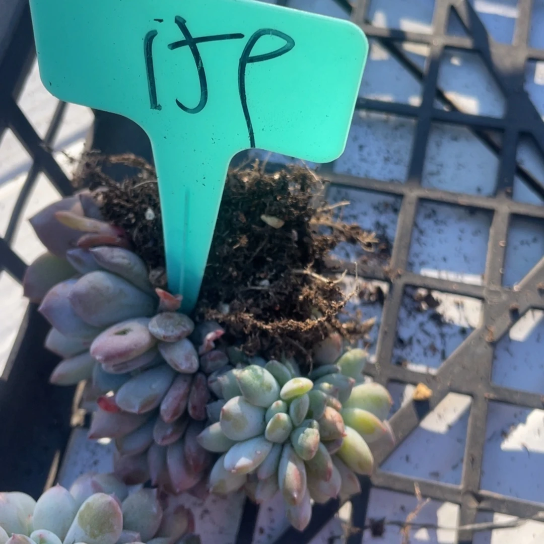 159号星影缀化多头