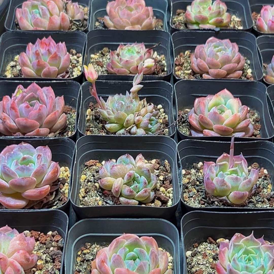 492多肉的小龙虾和一个小