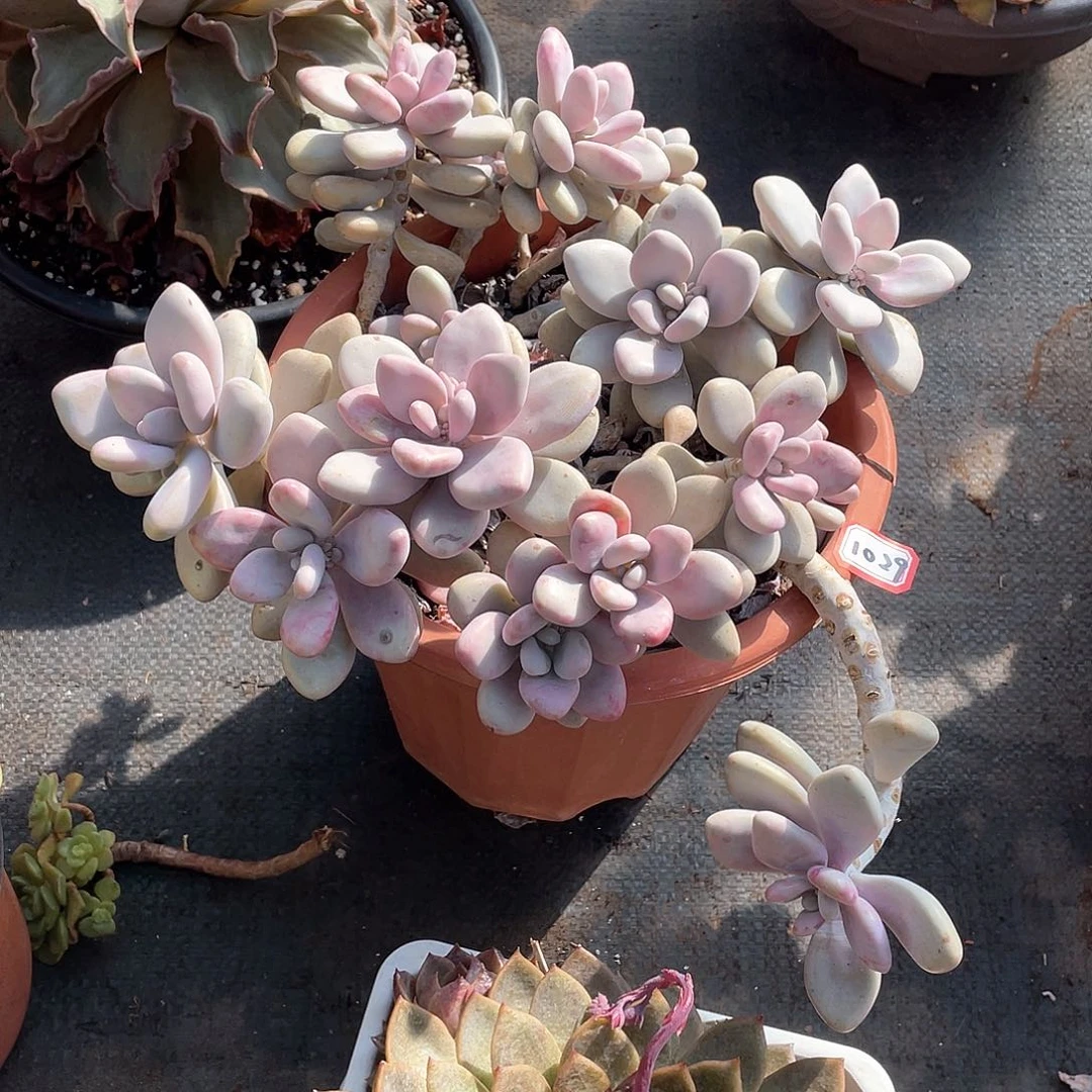 1029桃蛋 一物一拍多肉