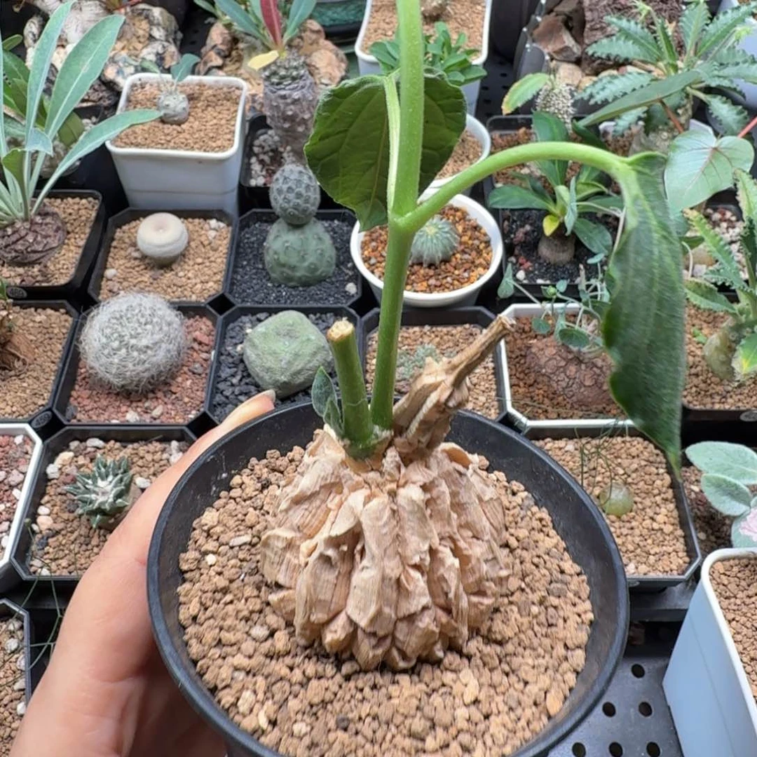 龟甲罗摩 153 仙人球