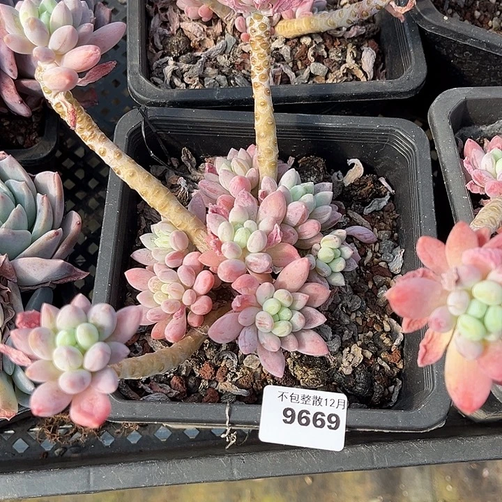 阿雅园艺。        9669粉玉团子