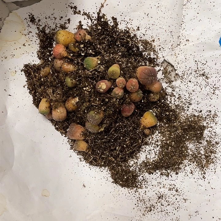 顺**文小豆苗一组