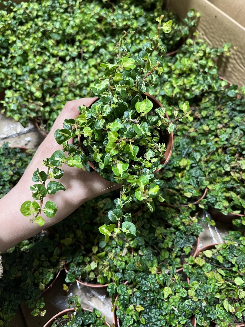 迷你金心霹雳水陆雨林缸耐阴爬藤植物闷养微景观造景