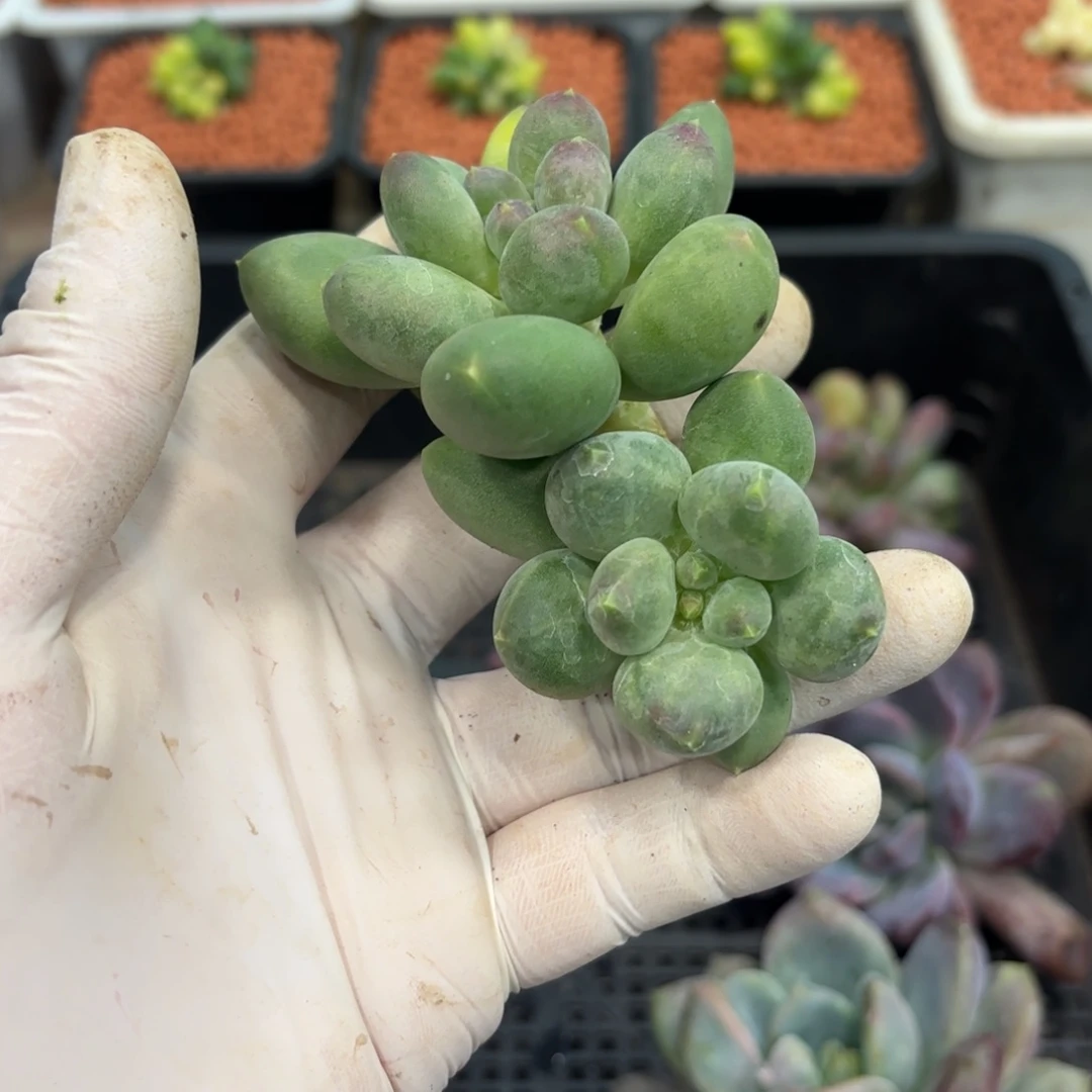 (***M多肉植物麒麟美人双头马总