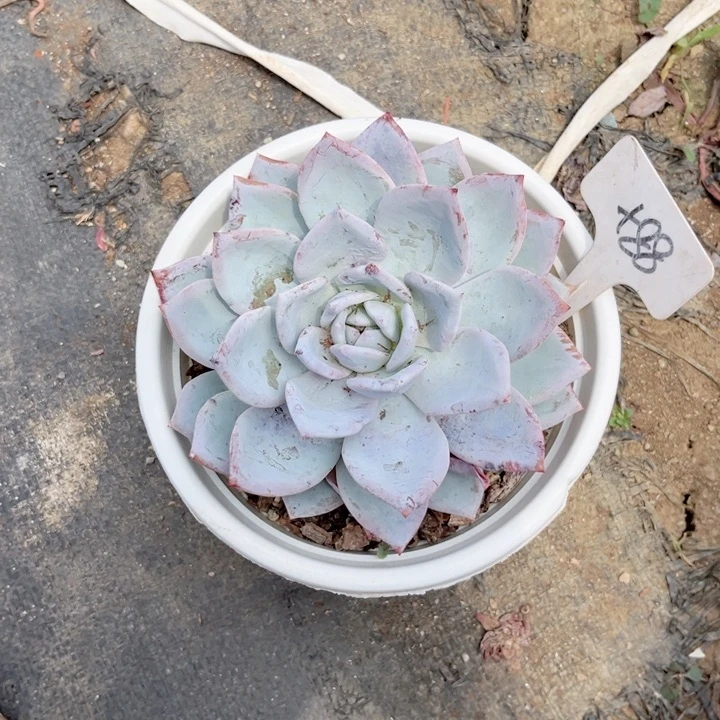 晨语多肉一物一拍+88