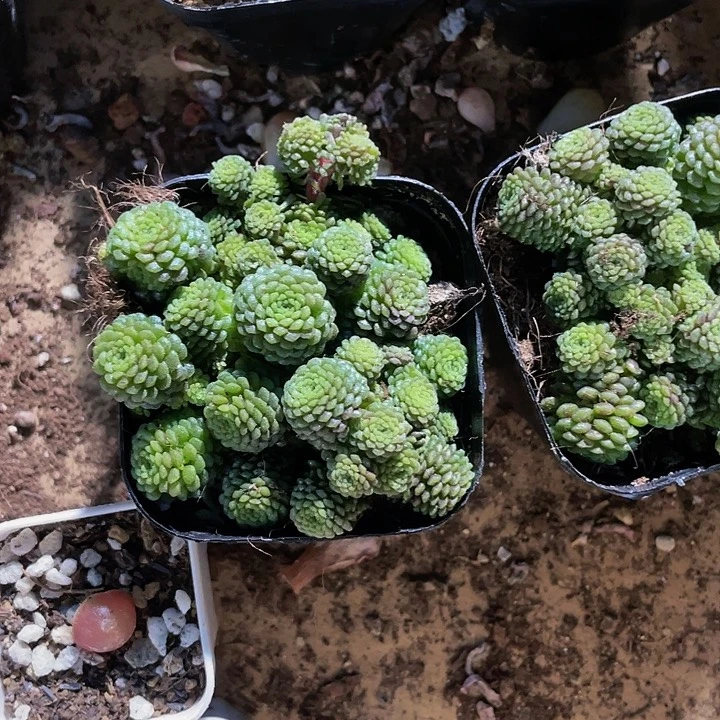 魔难2.8带盆土发