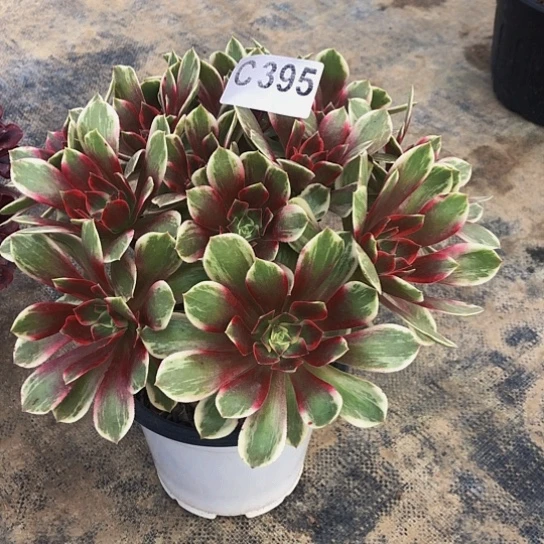 金***天法师多肉植物幻莎395